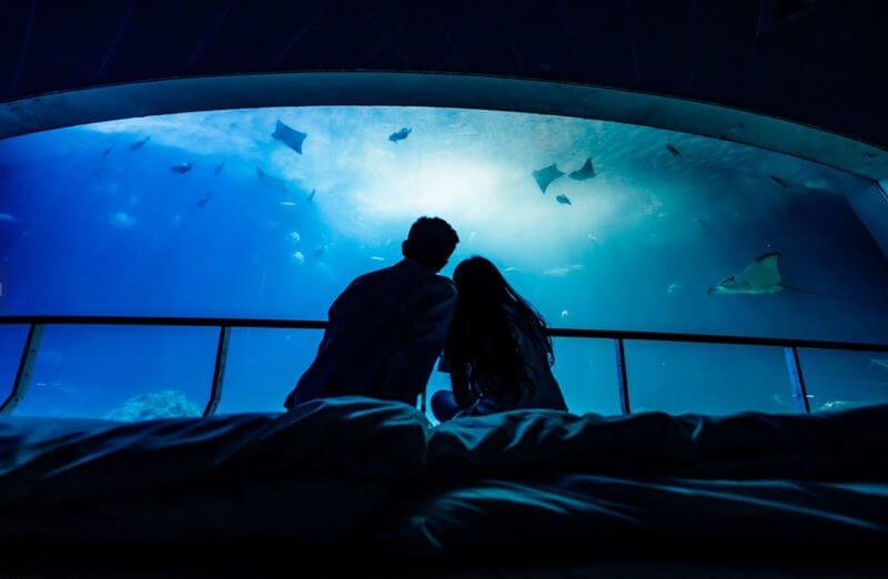 全台海生館｜精選台灣六間特色海生館 看海豚、賞鯨鯊，還能在海中隧道過夜！